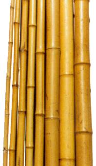 Yellow Bamboo