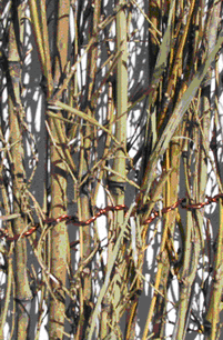 Branch Fencing (Close-up)