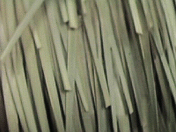 Raincape Thatch (Front)